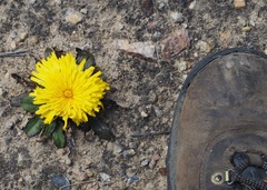 Hypochaeris sessiliflora