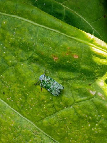 Mottled Avocado Bug