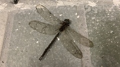 Gynacantha subinterrupta