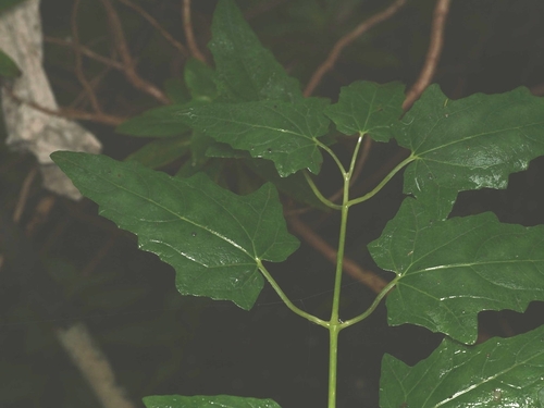 Canarina canariensis, photograph 3