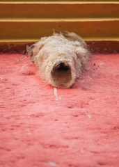 Panyptila cayennensis