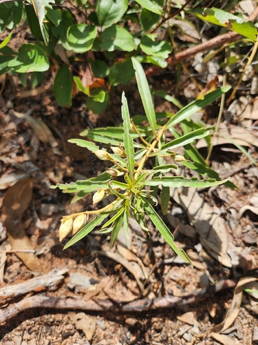 Hibbertia candicans observed 2026-04-16