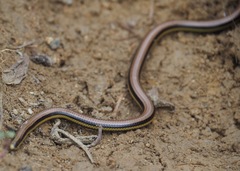 Epictia tricolor
