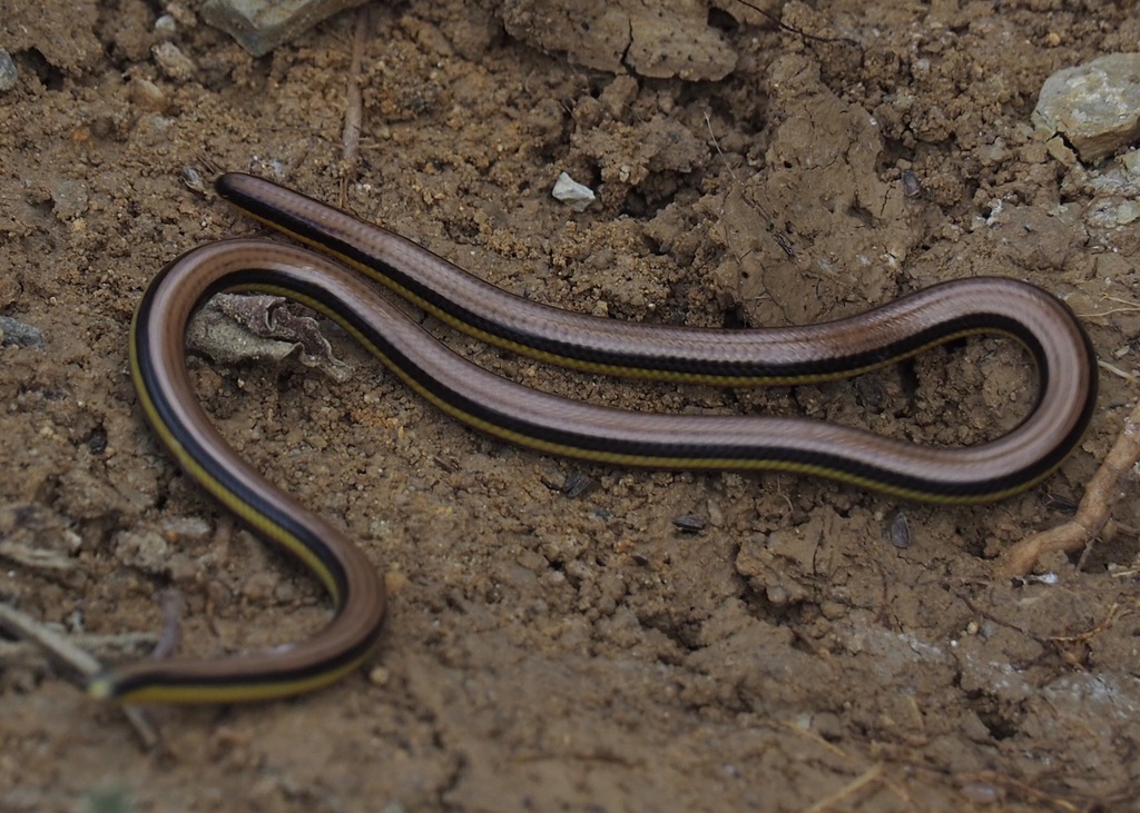 Three-Colored Blind Snake
