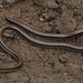 Three-colored Blind Snake - Photo (c) John G. Phillips, some rights reserved (CC BY-NC)