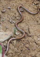 Epictia tricolor
