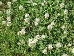 Trifolium ambiguum