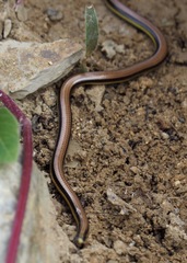 Epictia tricolor
