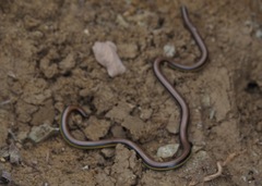 Epictia tricolor