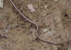 Epictia tricolor