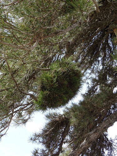 Black pine (Pinus nigra)