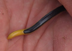 Epictia tricolor