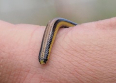 Epictia tricolor