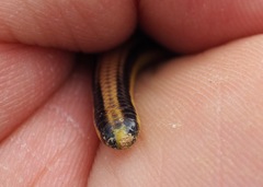 Epictia tricolor