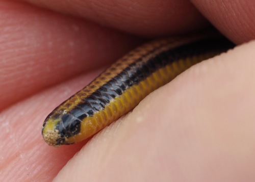 Three-colored Blind Snake