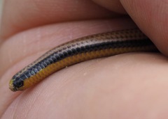 Epictia tricolor