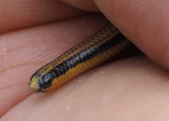 Epictia tricolor
