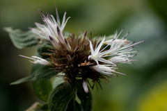 Virectaria major