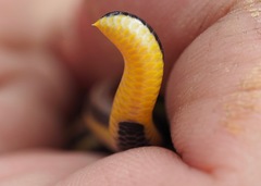 Epictia tricolor