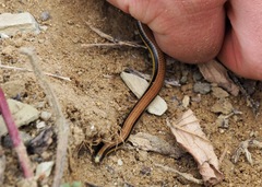 Epictia tricolor