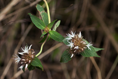 Virectaria major