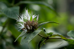 Virectaria major