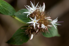 Virectaria major
