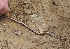 Epictia tricolor