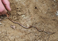 Epictia tricolor