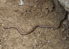 Epictia tricolor