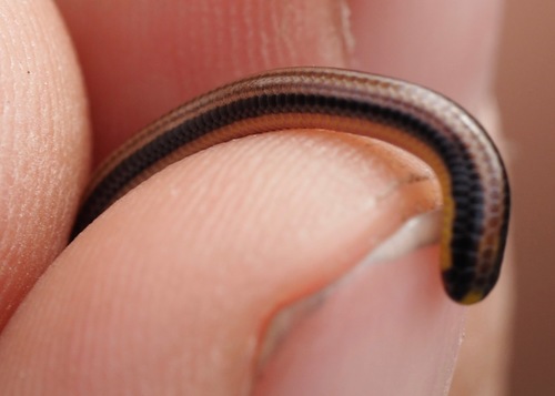 Three-colored Blind Snake