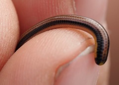 Epictia tricolor