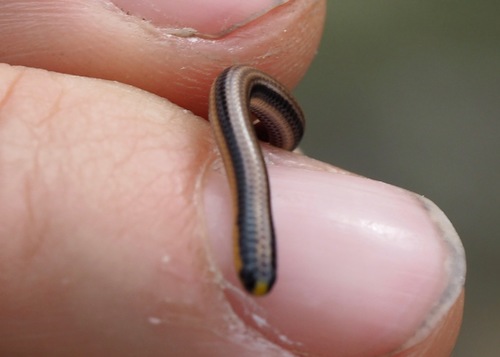 Three-colored Blind Snake
