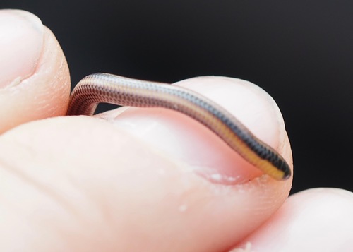 Three-colored Blind Snake