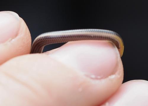 Three-colored Blind Snake