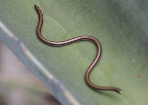 Three-colored Blind Snake