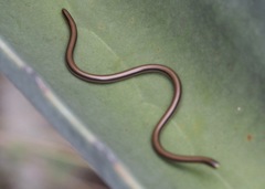 Epictia tricolor