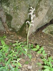 Himantoglossum comperianum