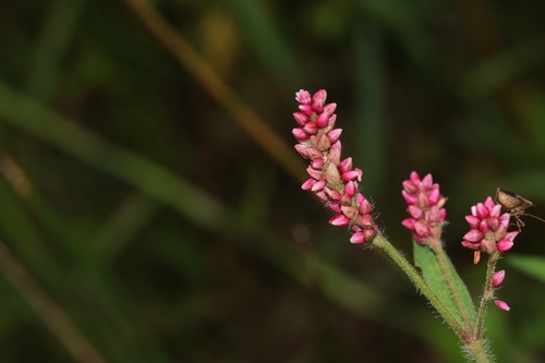 Persicaria viscosa iNat (3)