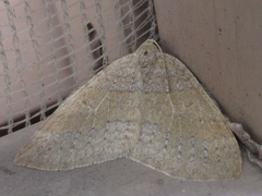 Idiotephria debilitata