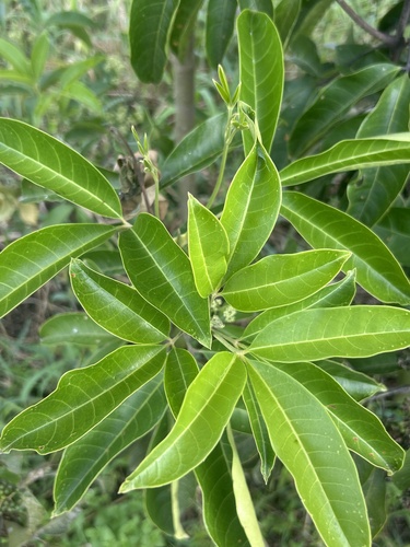 Melicope lunu-ankenda observed 2026-04-16