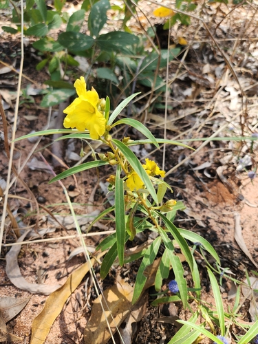 Hibbertia candicans observed 2026-04-16