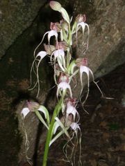 Himantoglossum comperianum