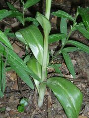 Himantoglossum comperianum