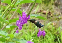 Chaetocercus heliodor