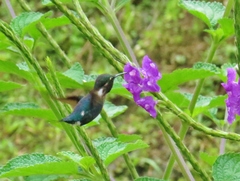 Chaetocercus heliodor