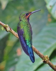 Black-Throated Brilliant photo 2