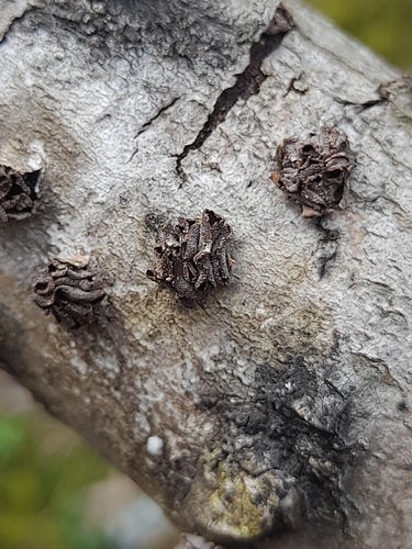 Sclerencoelia fascicularis observed 2026-04-16