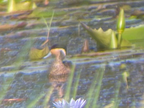 iNaturalist image