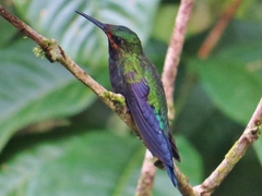 Black-Throated Brilliant photo 5